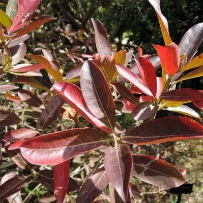 Combretum kraussii - Forest Bushwillow, Bosvaderslandwilg - 10 Seeds