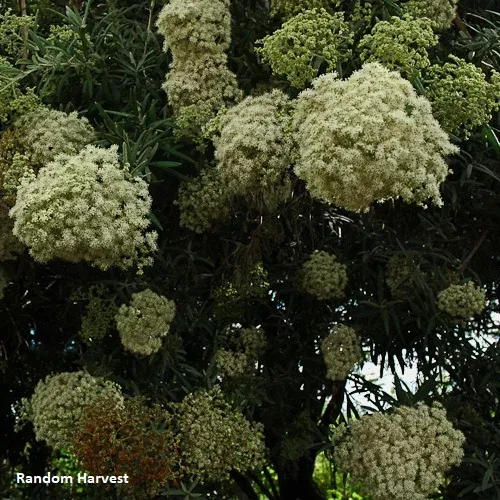 Buddleja saligna - False olive, witolien - 10 Seeds