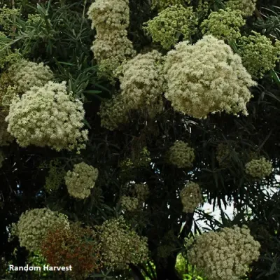 Buddleja saligna - False olive, witolien - 10 Seeds