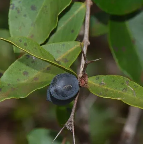 Carissa tetramera - Sand num-num., sand noemnoem - 10 Seeds