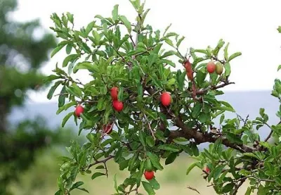 Ximenia caffra - large sourplum, grootsuurpruim - 10 Seeds