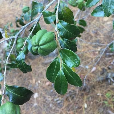 Diospyros whyteana / Bladder-Nut, Swartbas -  10 Seeds