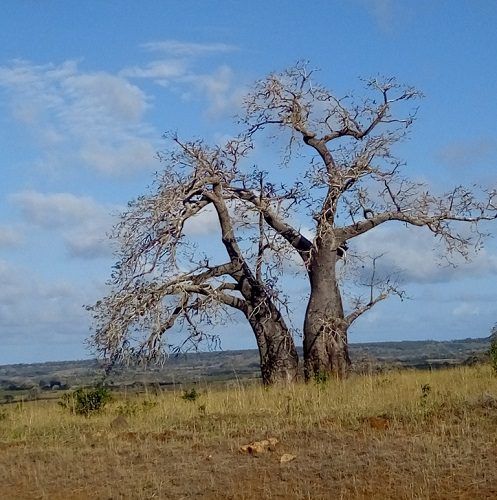 Baobab / Kremetartboom, Adansonia digitata - 10 Seeds
