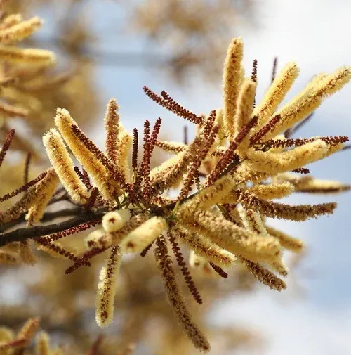 Senegalia galpinii (Acacia galpinii) Apiesdoring or Monkey-Thorn - 10 Seeds