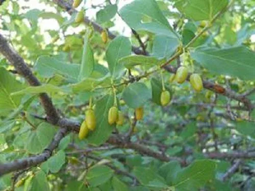 Berchemia zeyheri - Red Ivory, Rooihout, Rooi-ivoor - 10 Seeds