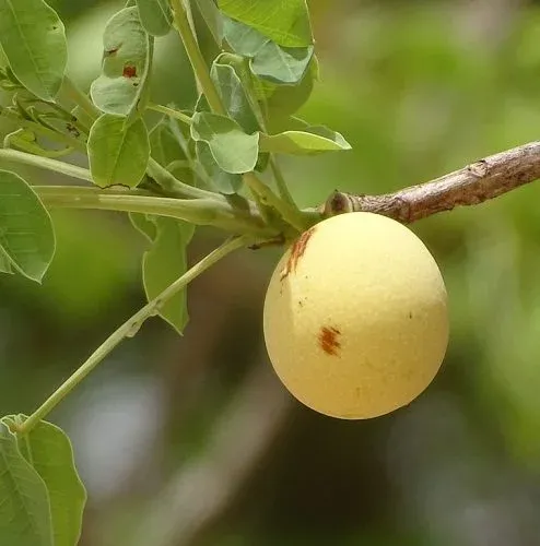 Diospyros ramulosa - Grietjierom, Namaqua Fire-sticks, Namaqua Starapple. - 10 Seeds