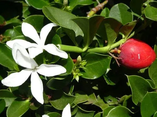 Carissa macrocarpa - Natal plum, big num-num, grootnoem-noem- 10 Seeds