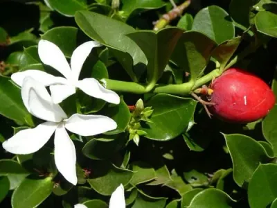Carissa macrocarpa - Natal plum, big num-num, grootnoem-noem- 10 Seeds