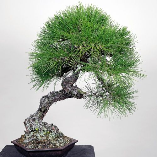 Pinus thunbergii / Japanese black pine, kuromatsu.- 10 Seeds