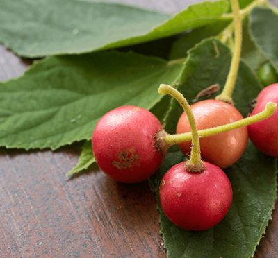 Muntingia calabura Jjamaica cherry - 20 Seeds