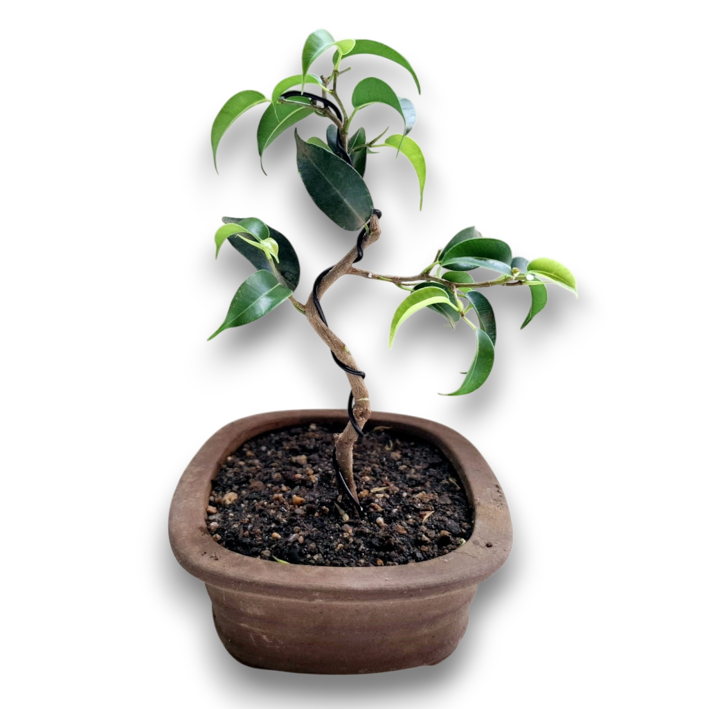 Starter Bonsai Tree