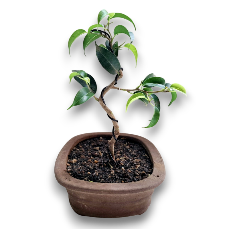 Size 3 Bonsai Tree