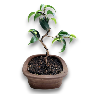 Size 3 Bonsai Tree