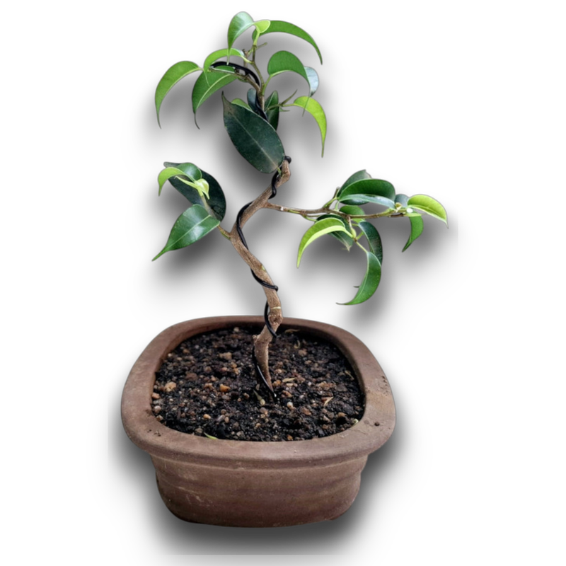 Size 4 Bonsai Tree