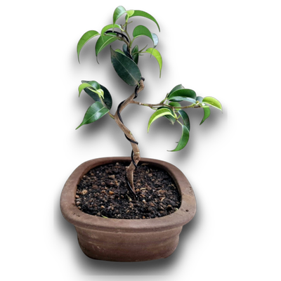 Size 16 Bonsai Tree