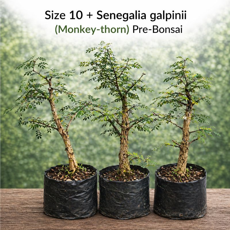 Size 10 + Senegalia burkei (Black monkey-thorn) Pre-Bonsai