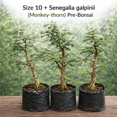 Size 10 + Senegalia burkei (Black monkey-thorn) Pre-Bonsai