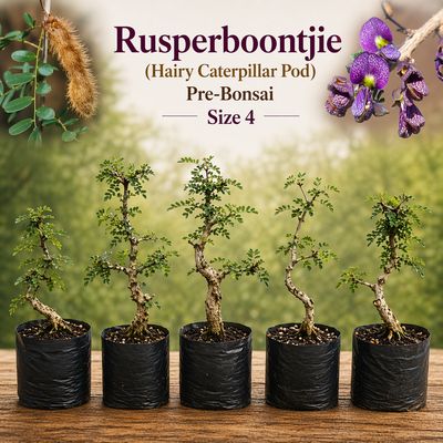 Size 4 + Hairy Caterpillar pod, Rusperboontjie, Pre-Bonsai