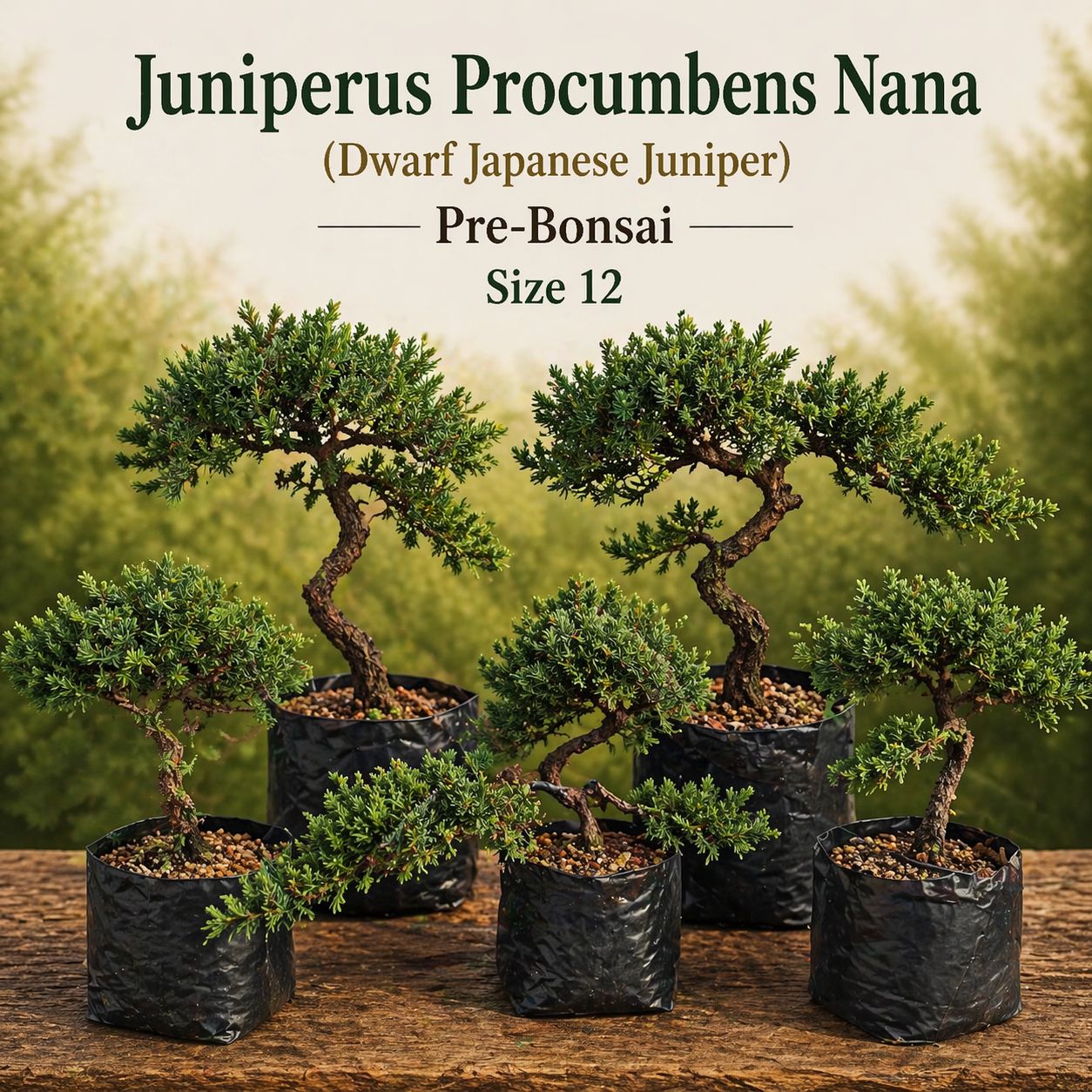 Size 12 + Juniperus procumbens Nana (Dwarf Japanese Juniper)
