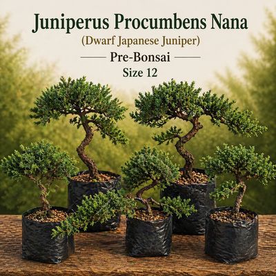 Size 12 + Juniperus procumbens Nana (Dwarf Japanese Juniper)