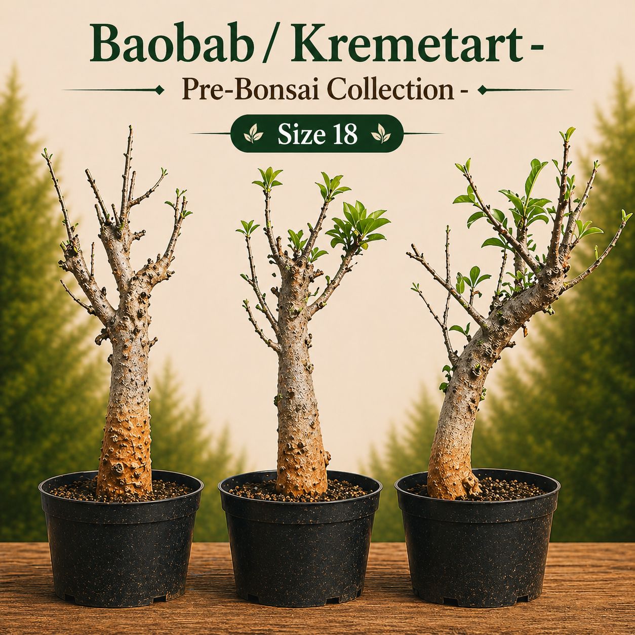 Size 18 - Baobab pre-bonsai