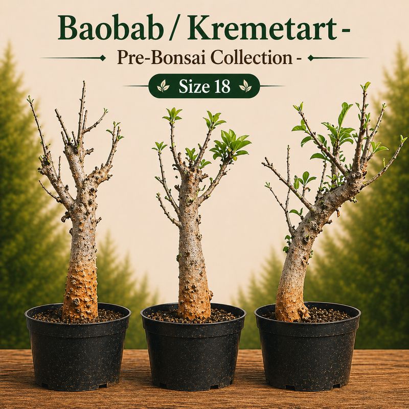 Size 18 - Baobab pre-bonsai