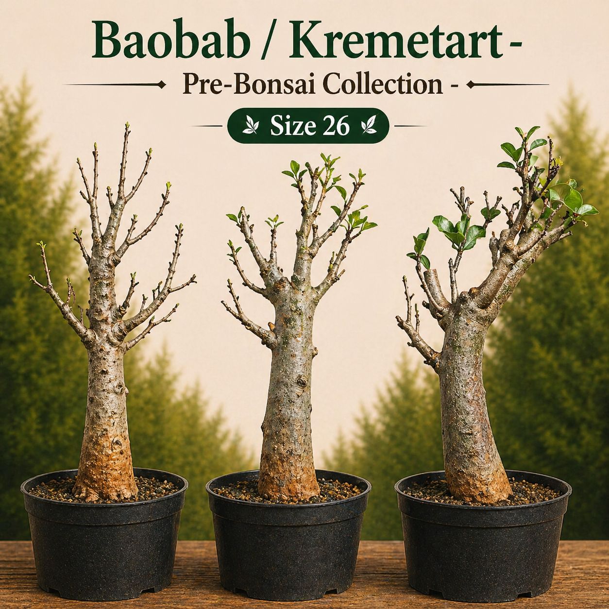 Size 26+ - Baobab pre-bonsai