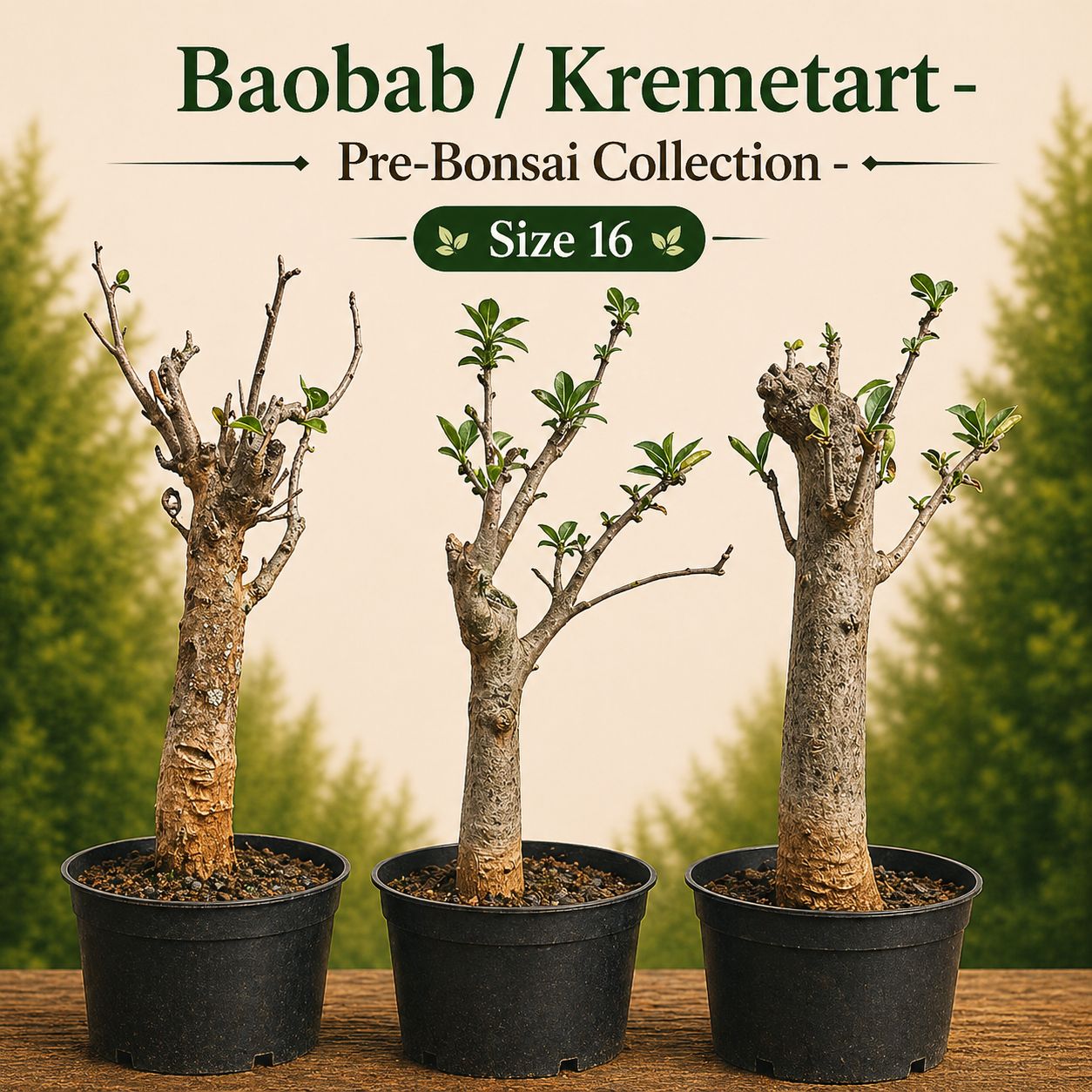 Size 16 - Baobab pre-bonsai