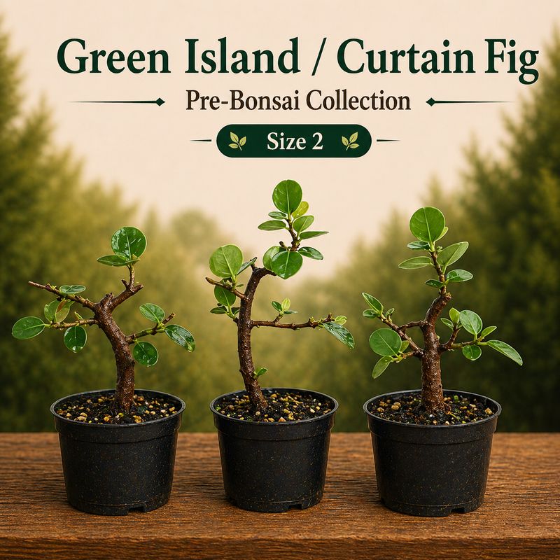 Size 2 Green Island / Curtain Fig Pre-Bonsai