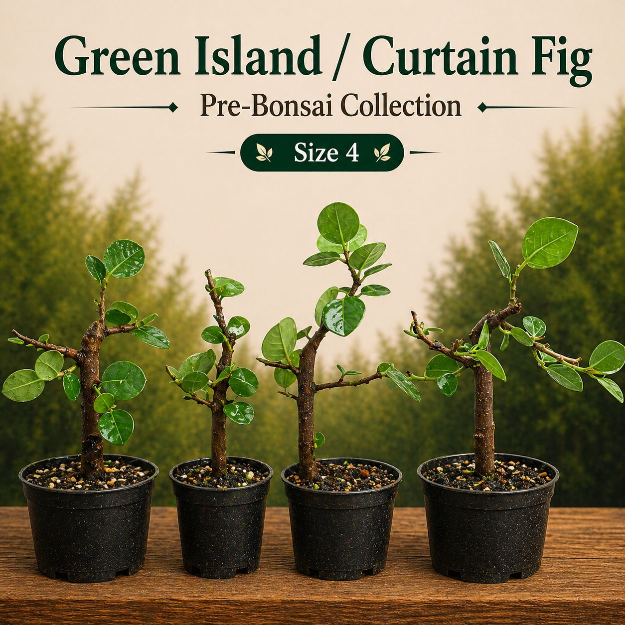Size 4 Green Island / Curtain Fig Pre-Bonsai