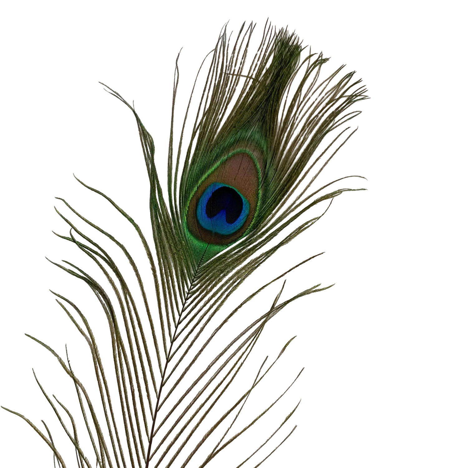 Peacock feather medium