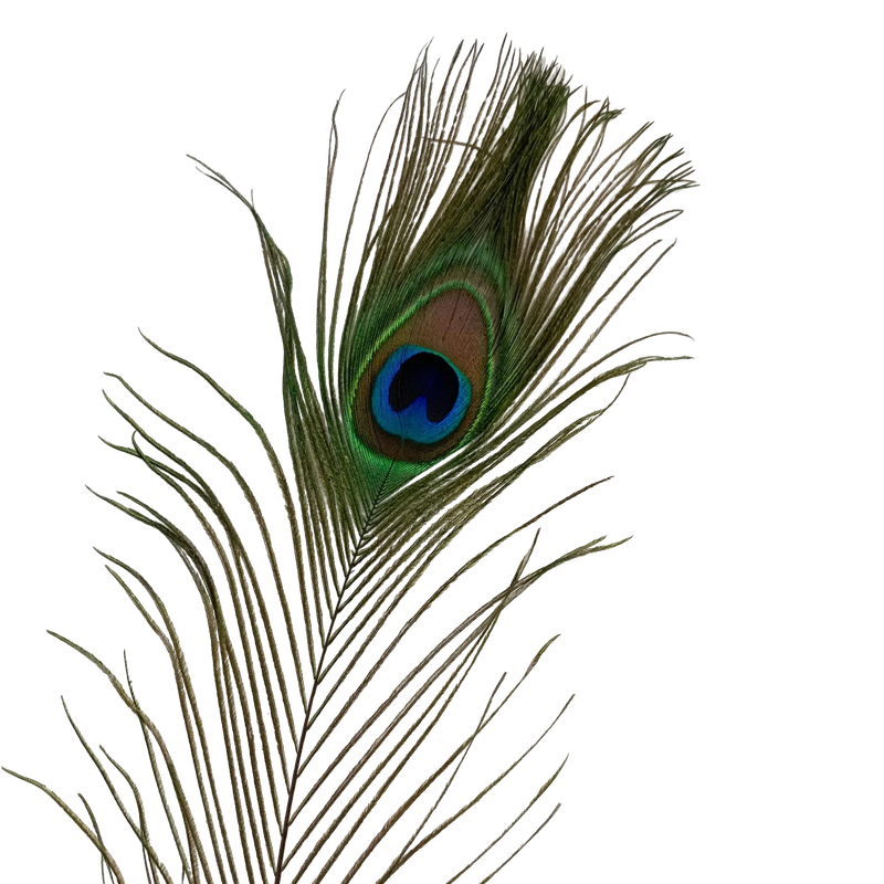 Peacock feather medium