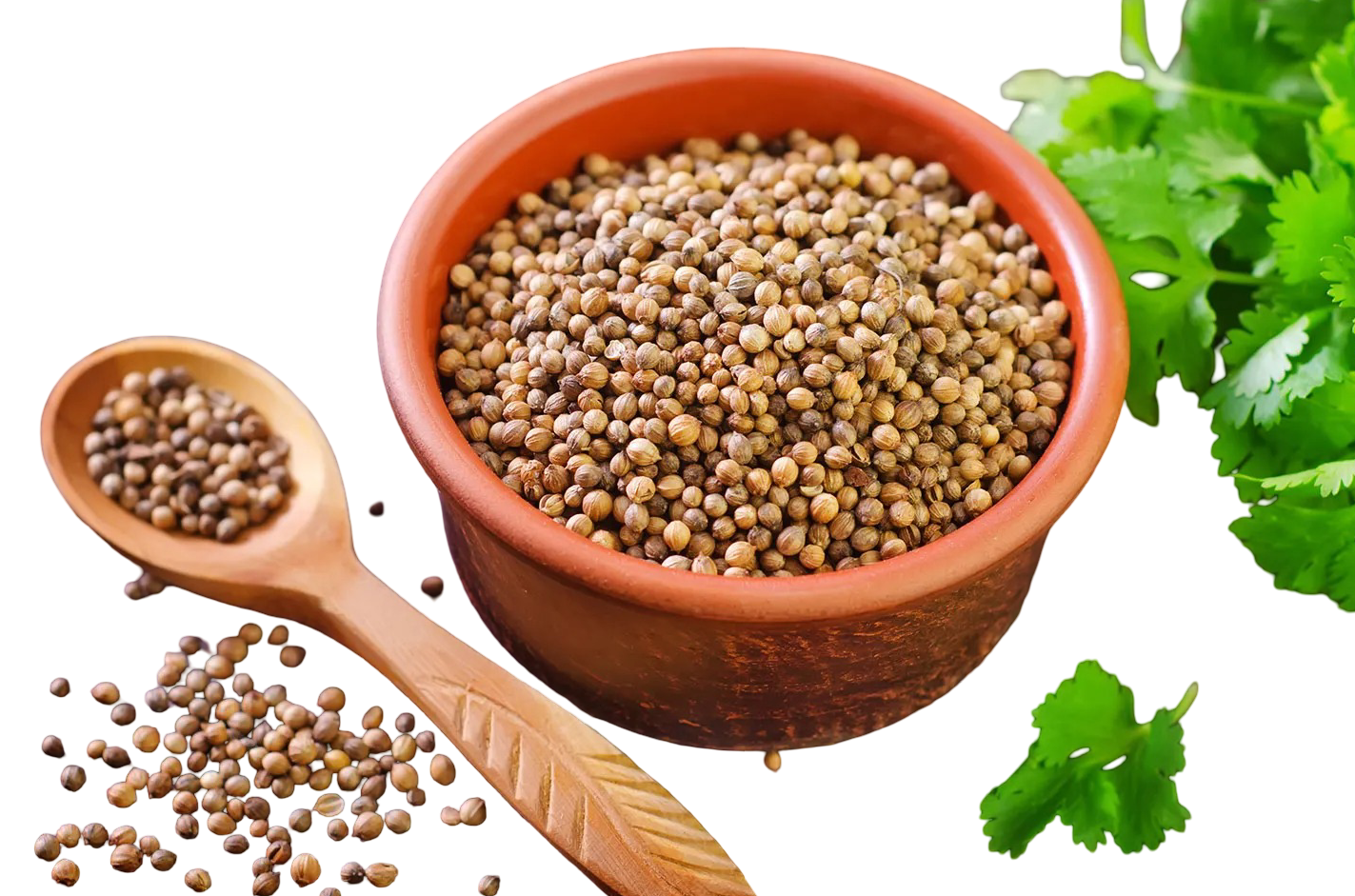 Coriander Seed 400 gm