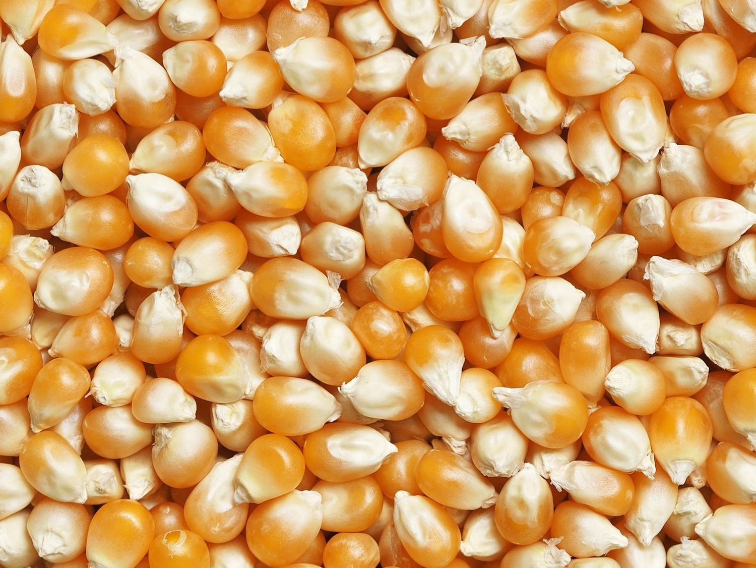 Buti Khane Makai-Nepali Popcorn 1kg