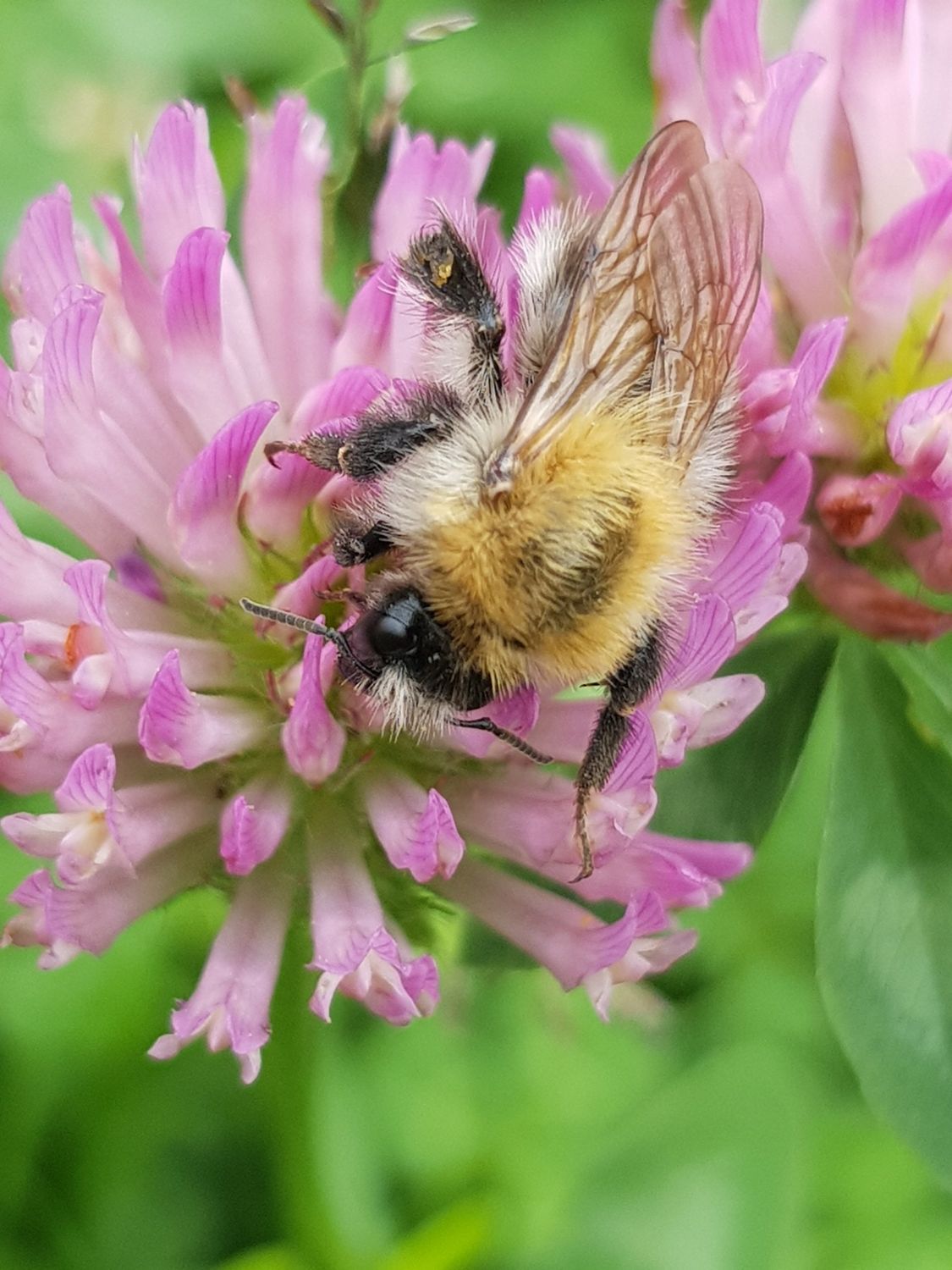Einsteigerkurs Tierkommunikation Einsteigerkurs Tierkommunikation