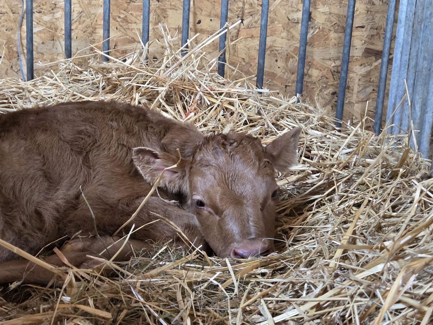 Tierkommunikation mit Schülern