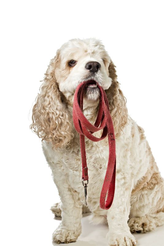 Workshop Vermisste Tiere