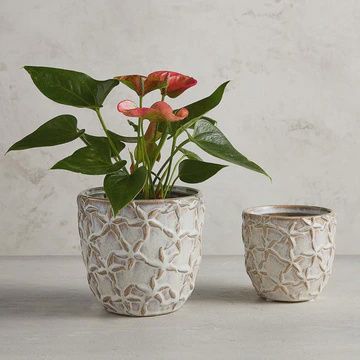 Starfish Embossed Planter - large