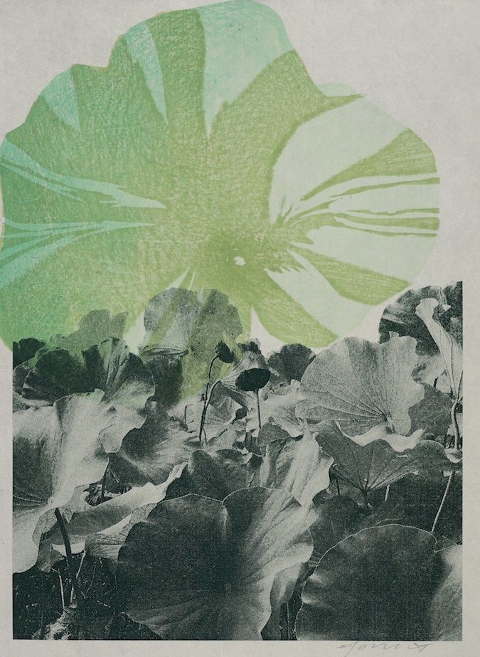 Lotus