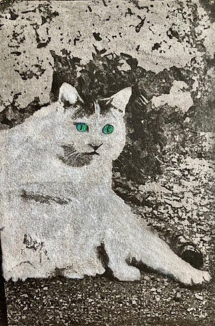 Tuscan Cat