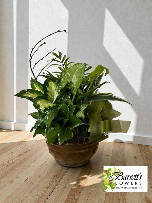 Dish Gardens Dish Gardens