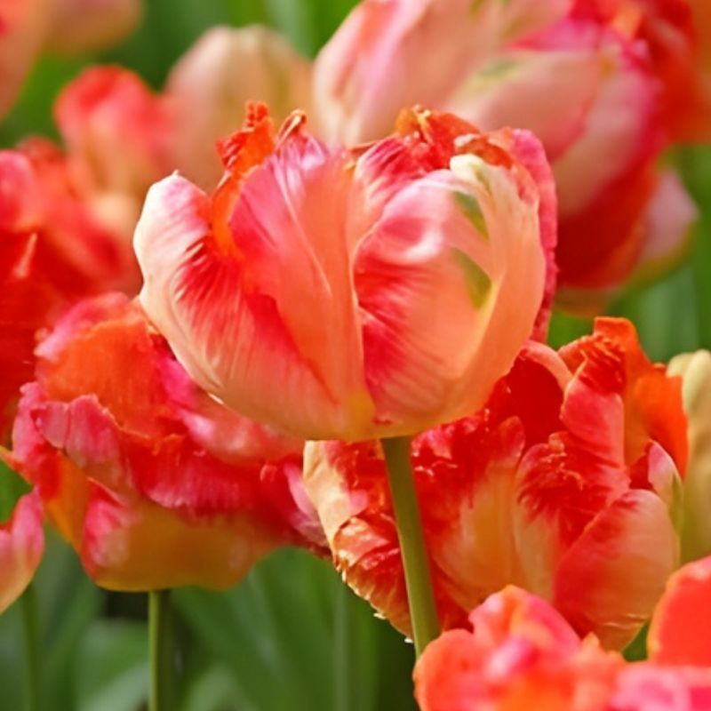 10 Tulips Assorted Colors (colors will vary)