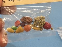 Bag of Fruits by "All Through the House" cn9228337