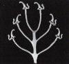 6 Hat &amp; Coat Hooks phoDH10