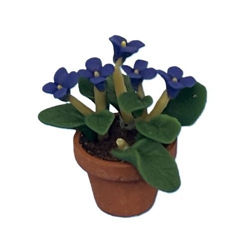 African Violet cn2039