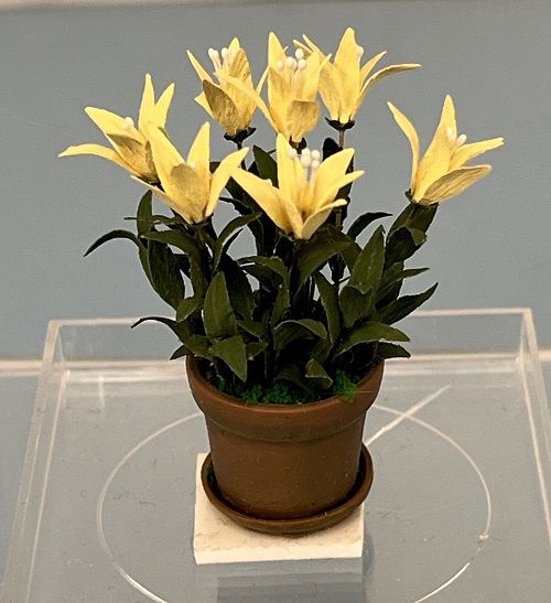 Asiatic Yellow Lilies in Aged Pot mn639