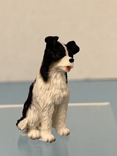 Border Collie mc030932