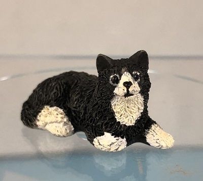 Black and White Lying Cat jktr006