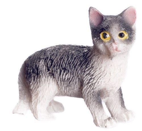 Black and White Cat Standing IM65488