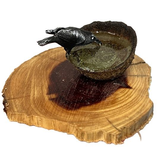 Crow Drinking Water from Acorn on Cedar Wood Piece mc1342x